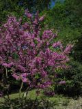 Cercis siliquastrum
