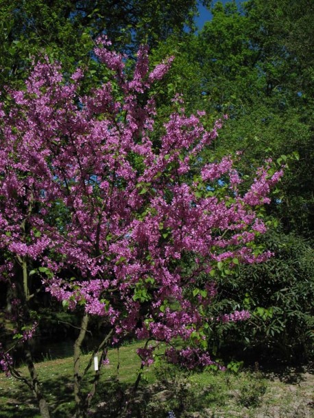 Image of Cercis siliquastrum specimen.