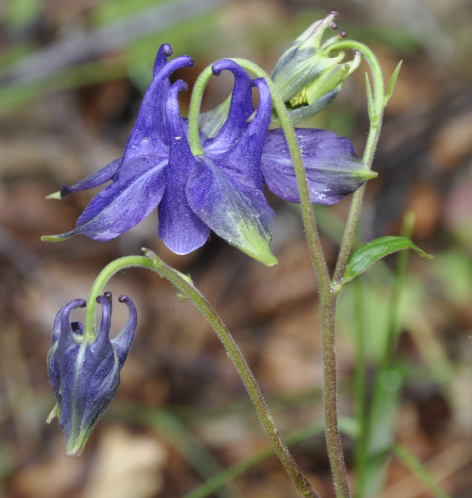 Изображение особи Aquilegia vulgaris.