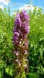 Dactylorhiza incarnata. Соцветие. Чувашия, окр. г. Шумерля, старая узкоколейка. 20.06.2014.