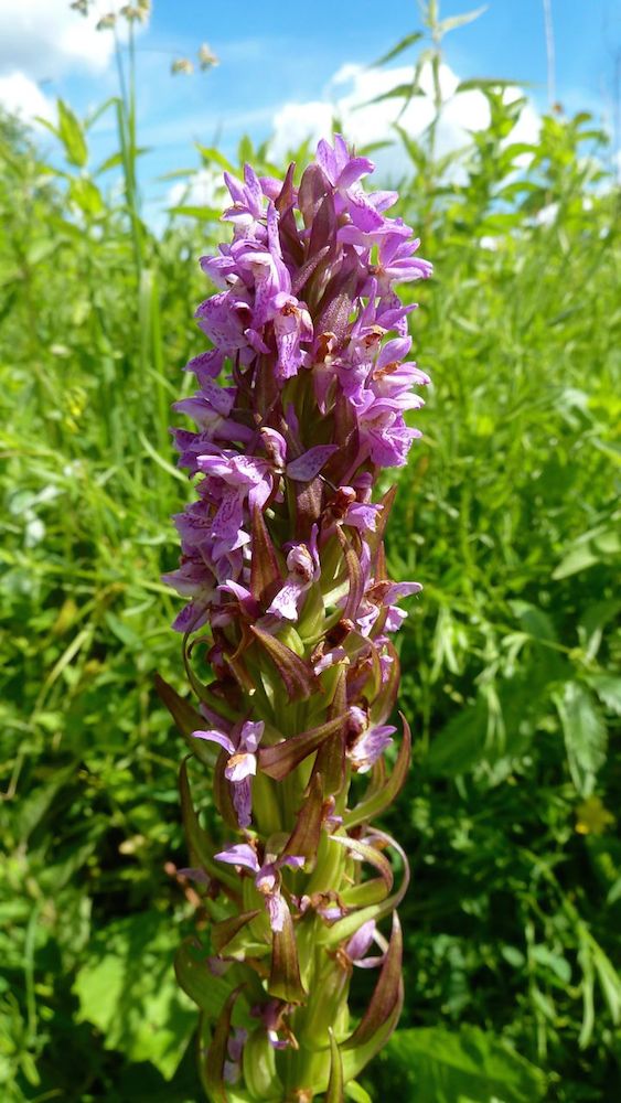 Изображение особи Dactylorhiza incarnata.