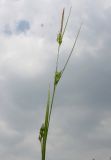 Carex depauperata. Верхушка побега с соплодиями. Германия, г. Дюссельдорф, Ботанический сад университета. 02.06.2014.