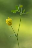 Trifolium campestre