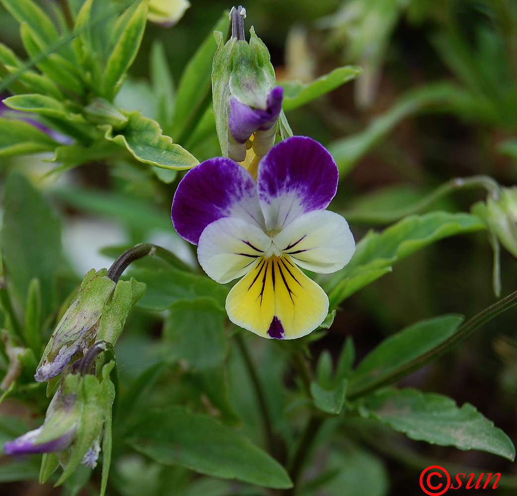 Изображение особи Viola tricolor.
