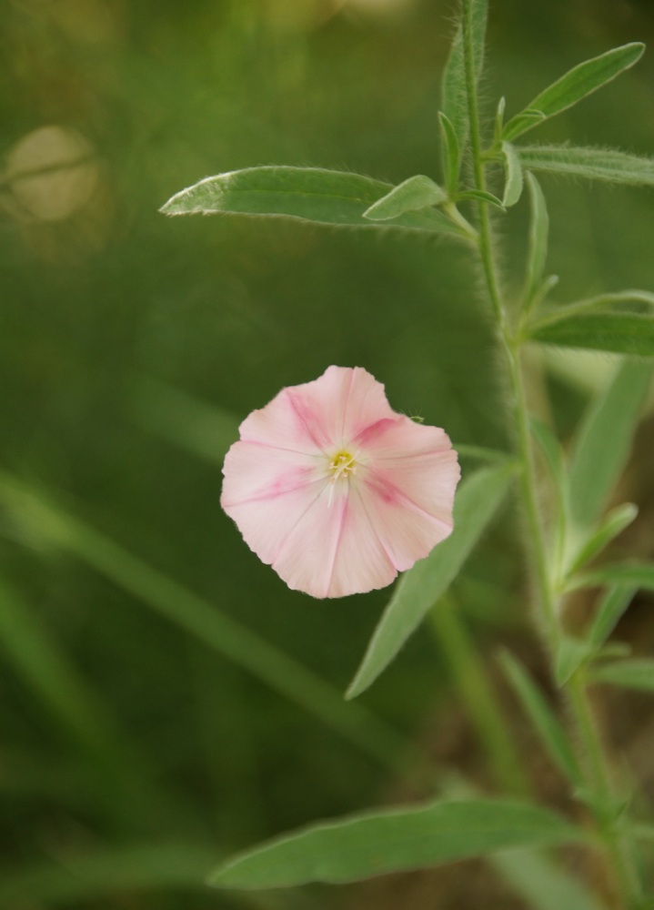 Image of Convolvulus cantabrica specimen.
