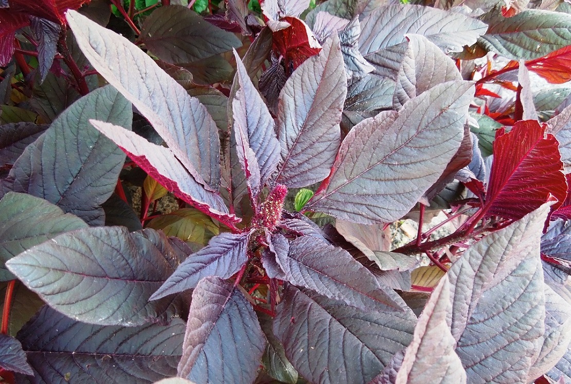 Image of Amaranthus hypochondriacus specimen.