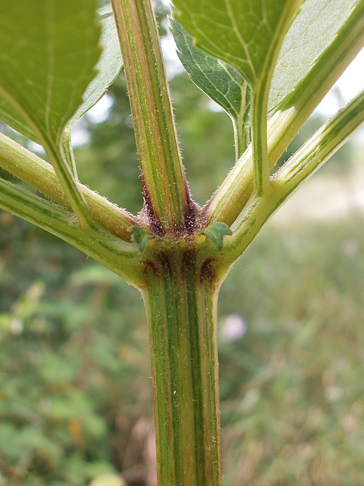 Изображение особи Sambucus ebulus.