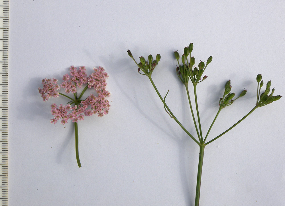 Image of Carum carvi specimen.