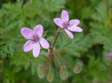 Erodium cicutarium