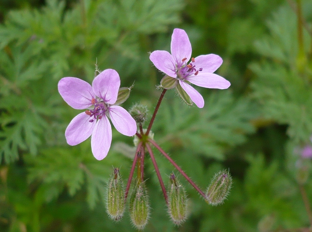 Изображение особи Erodium cicutarium.