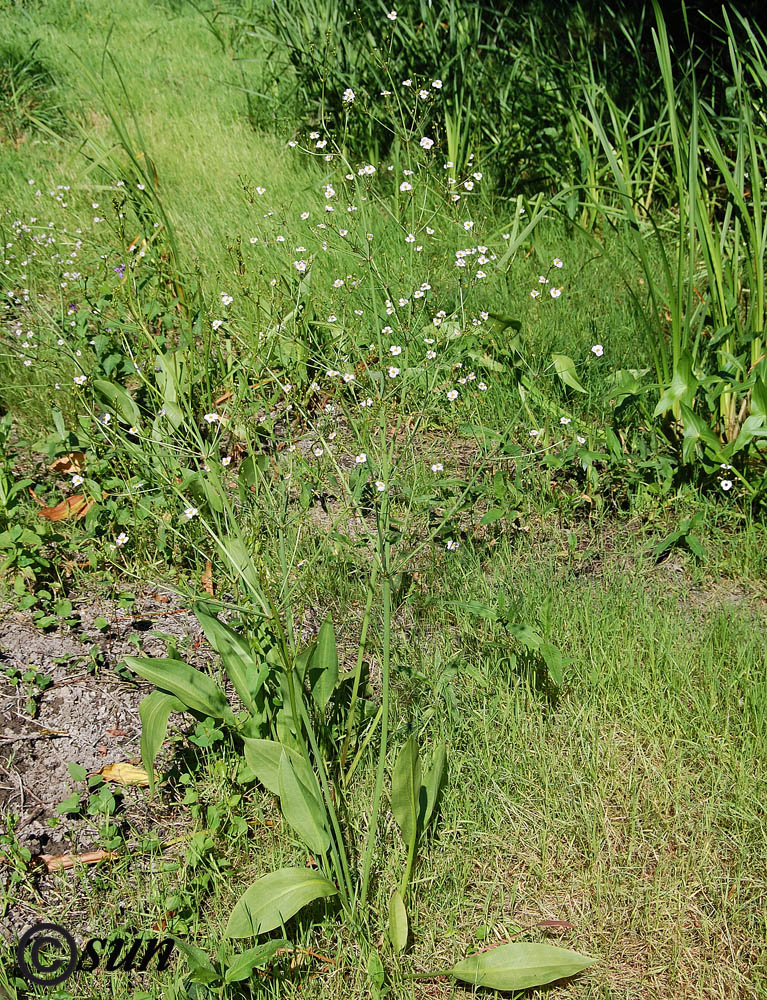 Image of Alisma plantago-aquatica specimen.