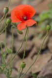 Papaver rhoeas. Верхушки побегов с цветком и плодами. Ростовская обл., Мясниковский р-н, окр. хут. Мартыново, ж.-д. насыпь. 21.06.2014.