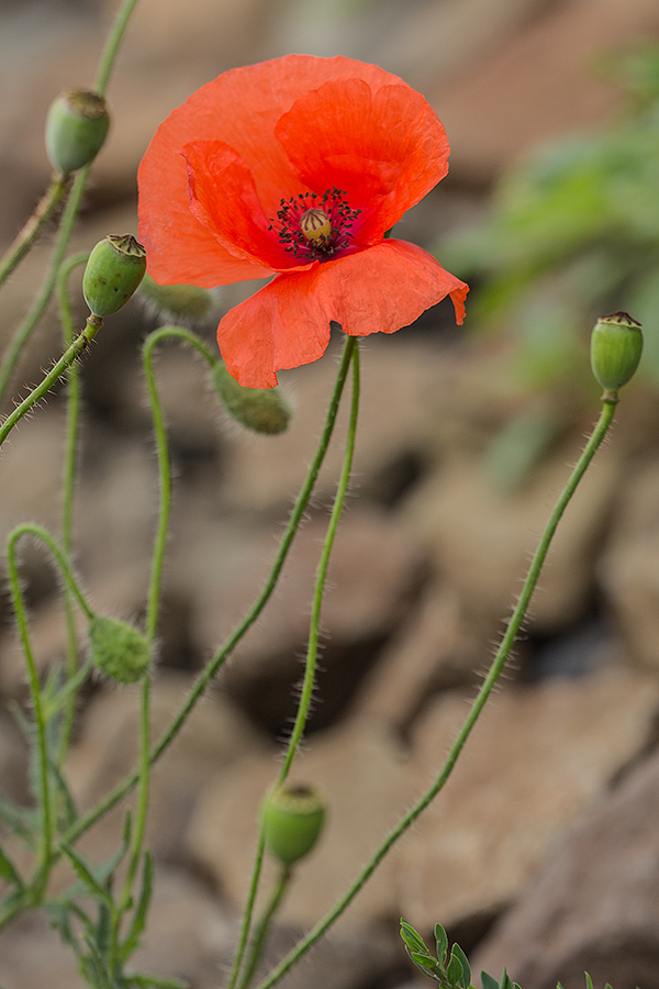 Image of Papaver rhoeas specimen.