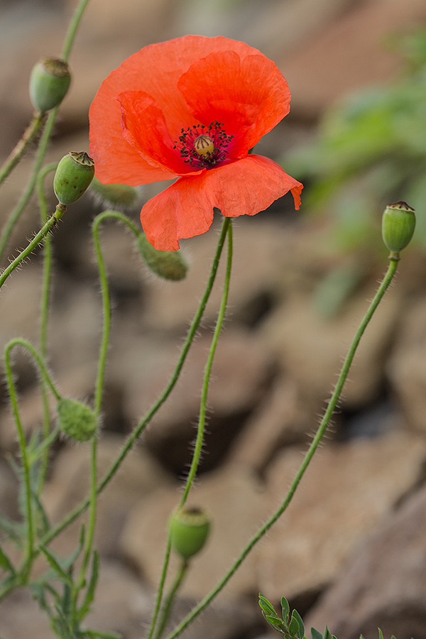 Изображение особи Papaver rhoeas.