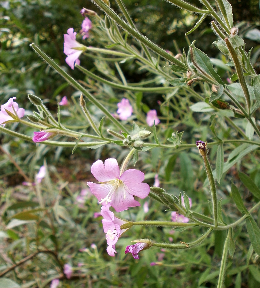 Изображение особи Epilobium hirsutum.