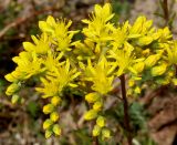 Sedum reflexum. Соцветие. Германия, г. Дюссельдорф, Ботанический сад университета. 03.07.2014.