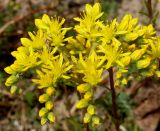 Sedum reflexum