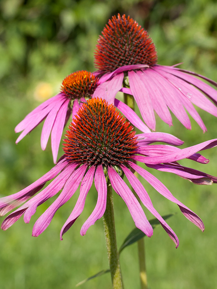 Изображение особи Echinacea purpurea.