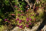 Melampyrum setaceum. Цветущее растение. Приморский край, Находкинский городской округ, окр. пос. Врангель, верховья пади Шепалова, в сухом дубовом лесу. 18.09.2014.