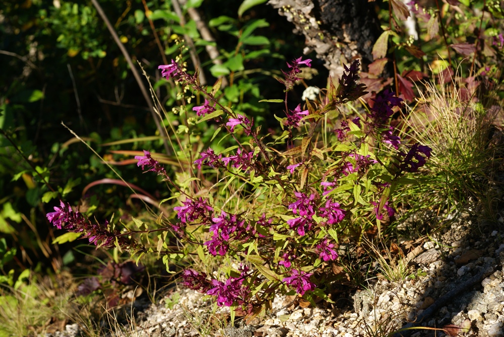 Image of Melampyrum setaceum specimen.