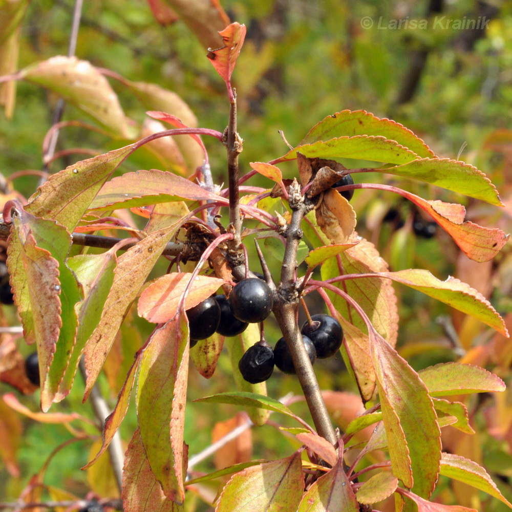 Изображение особи Rhamnus diamantiaca.