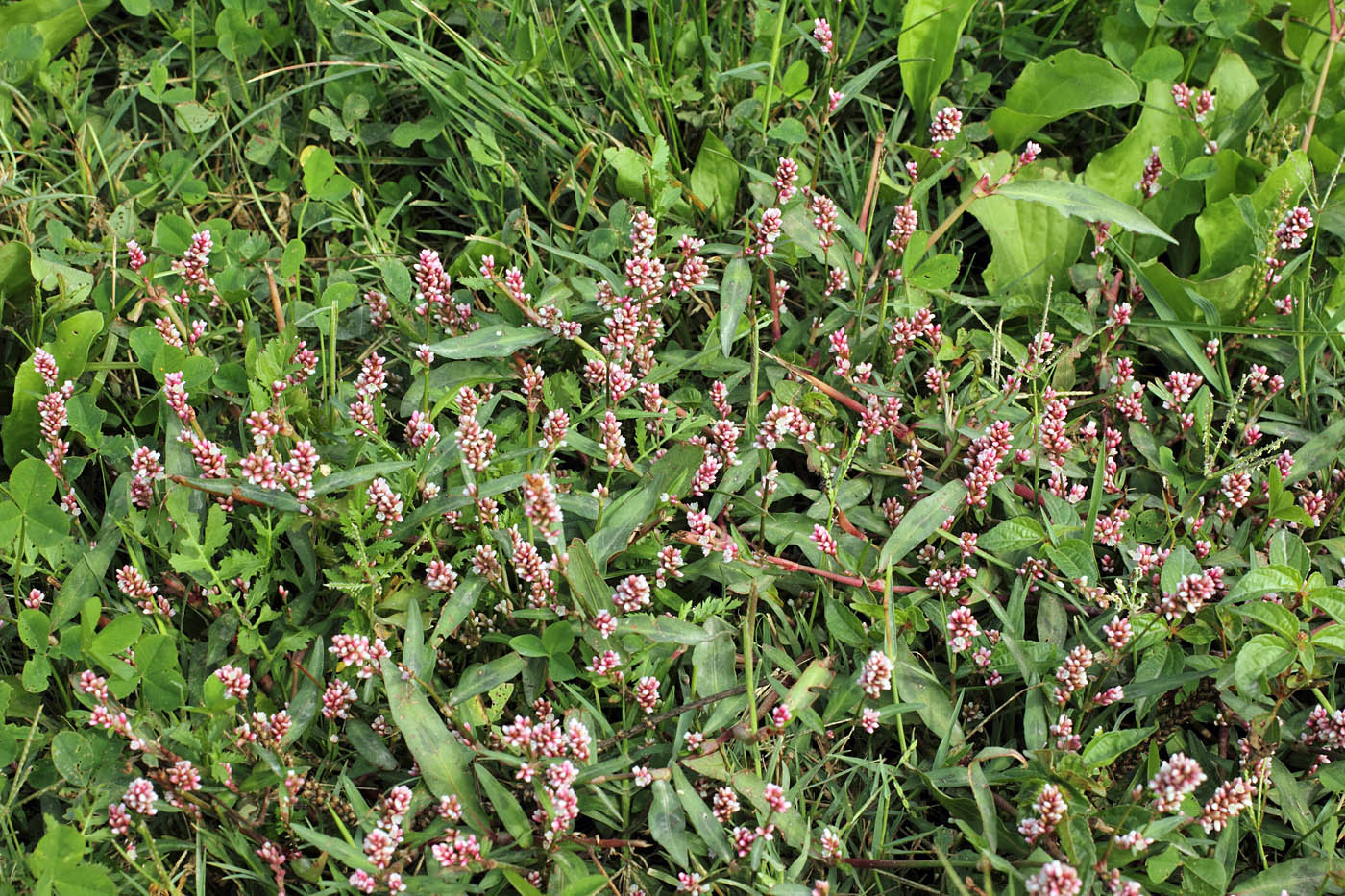 Image of Persicaria maculosa specimen.