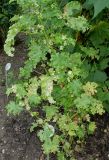 Malva variety crispa