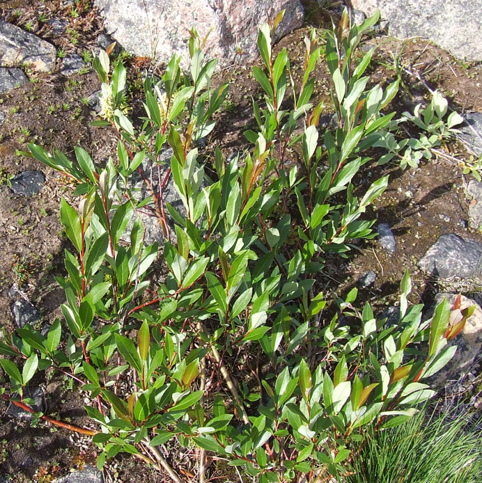 Изображение особи Salix phylicifolia.