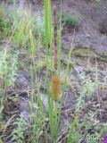 Typha laxmannii