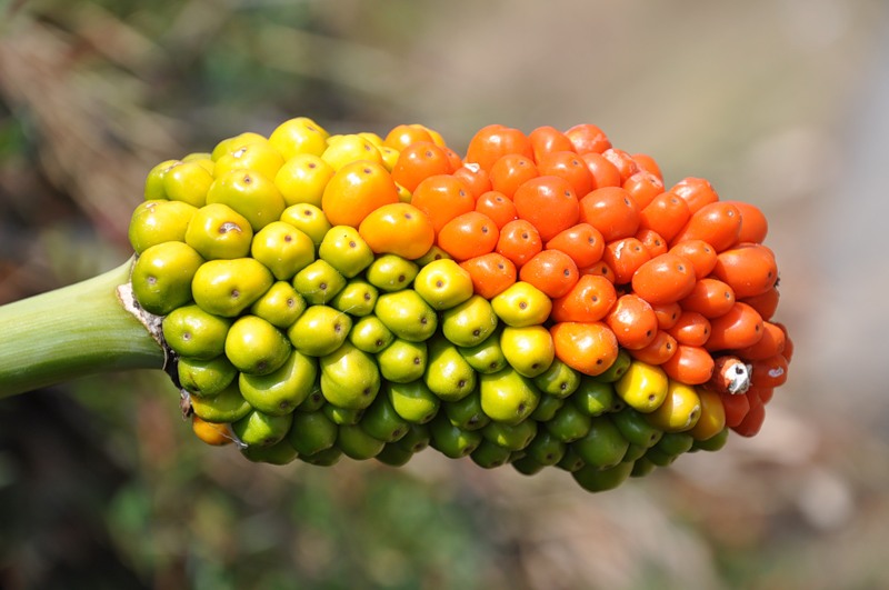 Image of genus Arum specimen.