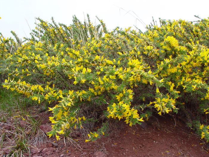 Image of Caragana pleiophylla specimen.