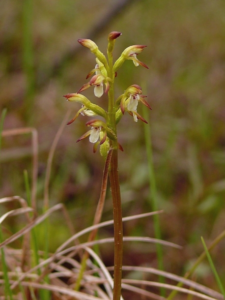 Изображение особи Corallorhiza trifida.