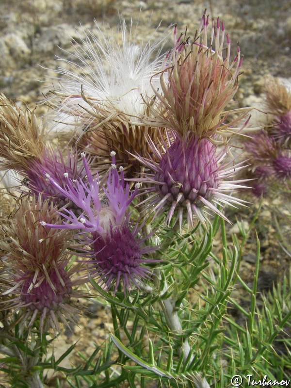 Изображение особи Lamyra echinocephala.