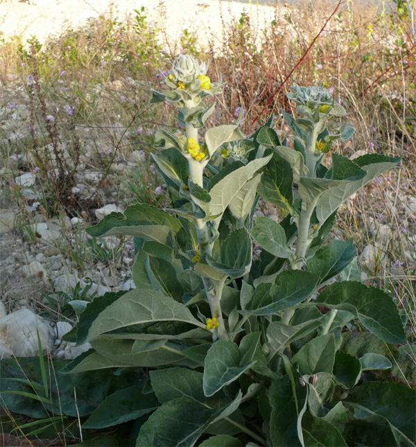 Изображение особи Verbascum gnaphalodes.