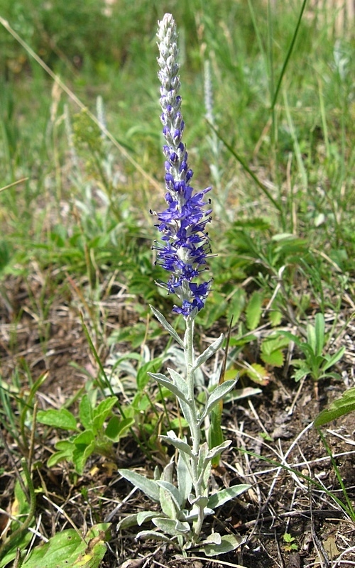 Image of Veronica incana specimen.