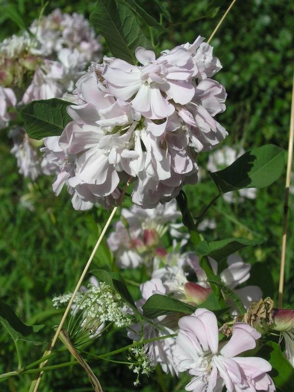 Image of Saponaria officinalis f. pleniflora specimen.