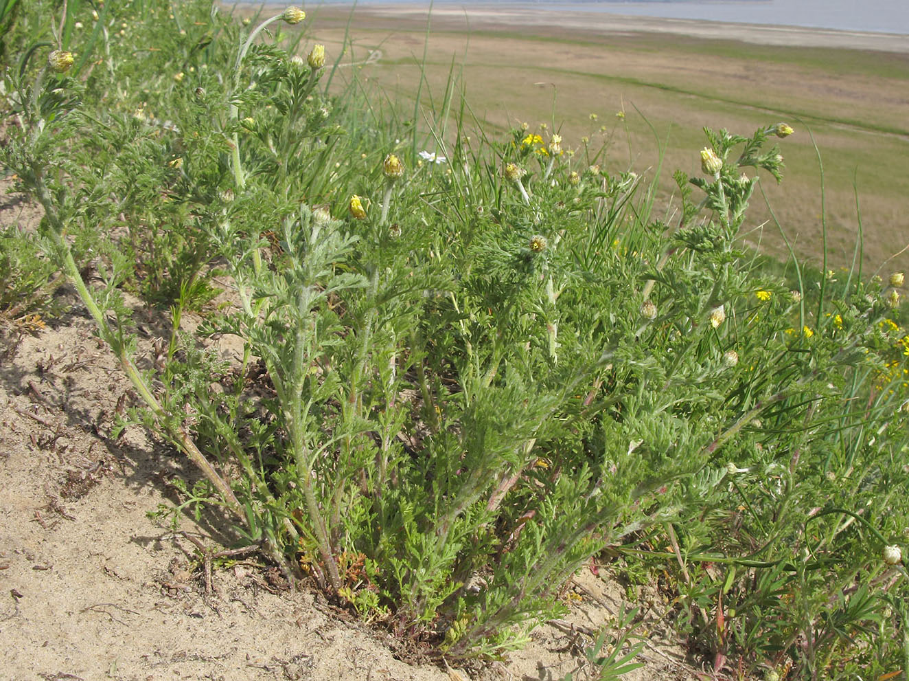 Image of Anthemis ruthenica specimen.