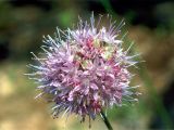 Allium lineare. Соцветие (начало отцветания)(видны длинные зубцы в основаниях тычинок внутреннего круга). Украина, Луганская обл., Свердловский р-н, восточнее с. Черемшино, заказник \"Королевские скалы\". Начало июля 2005 г.