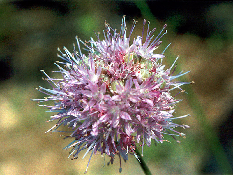 Image of Allium lineare specimen.