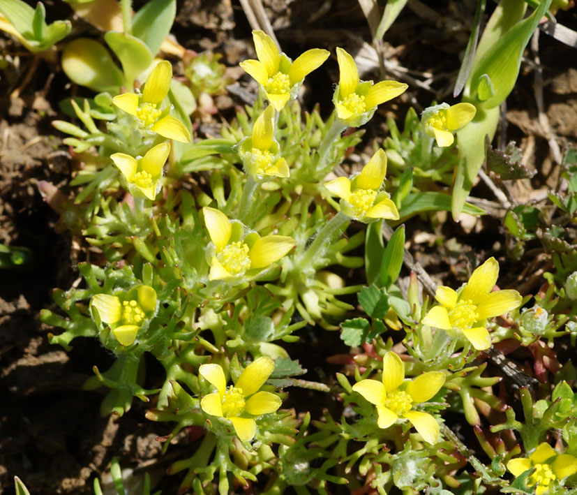 Image of Ceratocephala orthoceras specimen.