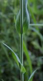 Turritis glabra