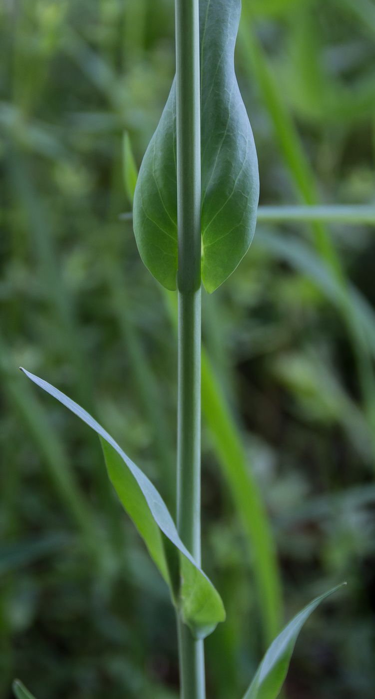 Image of Turritis glabra specimen.