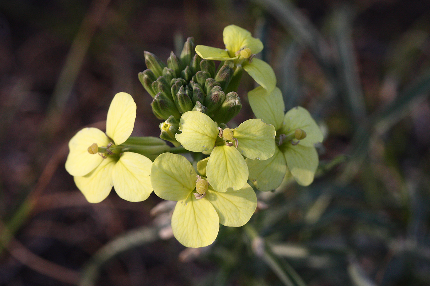 Image of Erysimum flavum specimen.