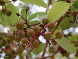 Arbutus andrachne