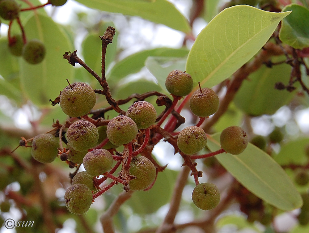 Image of Arbutus andrachne specimen.