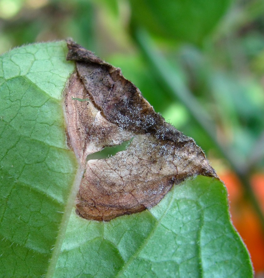 Image of Alkekengi officinarum specimen.