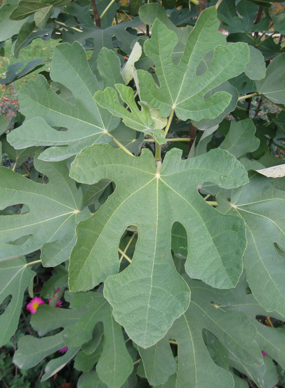 Image of Ficus carica specimen.