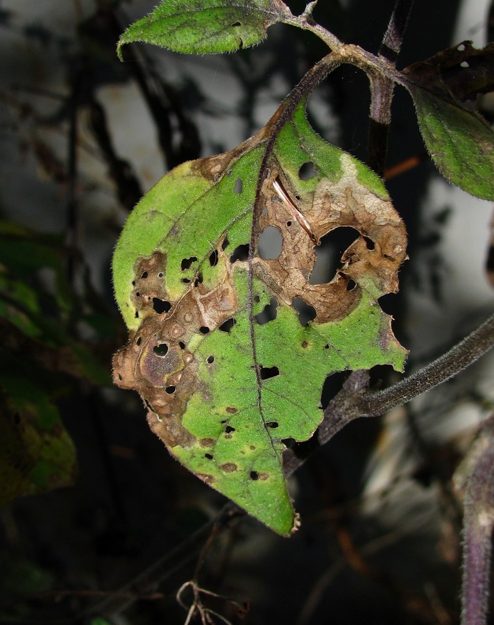 Изображение особи Solanum nigrum.