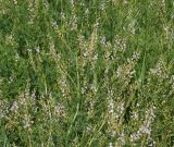 Astragalus sulcatus