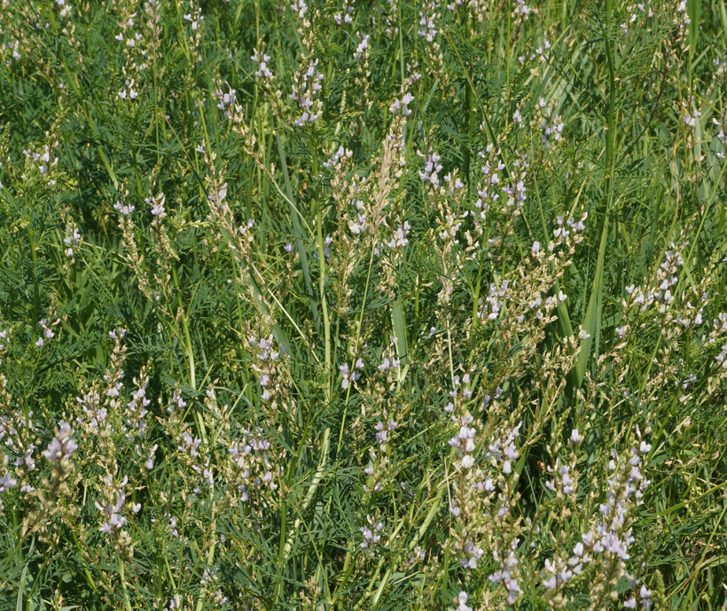 Image of Astragalus sulcatus specimen.
